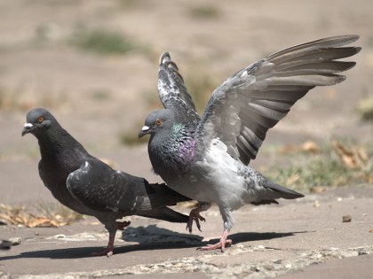 Гълъби в любовен период (снимката е моя, Nikon-ът е на Йовко;-)