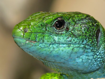 An amazing green-blue lizard
