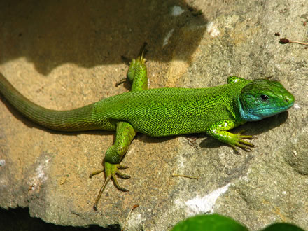 European green lizard (Lacerta viridis)