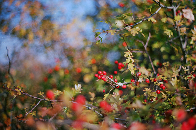 Цветовете на есента с Pentax SP1000 + Pentacon 50mm/F1.8