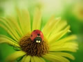 The Ladybird from Minuscule