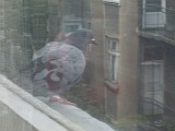 Гълъб на перваза на моя прозорец...