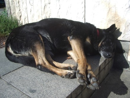 Куче, спящо на слънцето