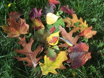 Цветовете на есента