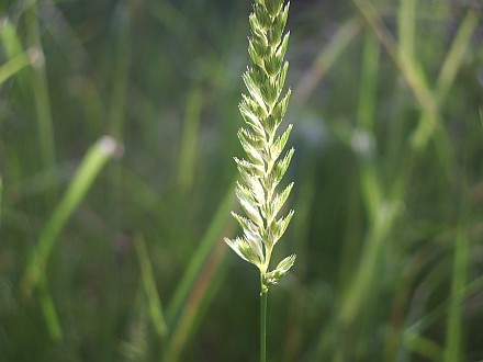 Тревичка на Витоша (Agropyron repens)