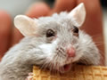 Impossible mouse