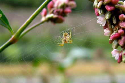 Small spider in a web