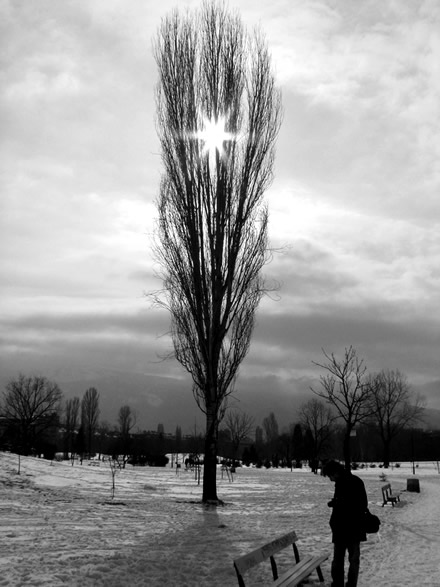 a tree in black & white