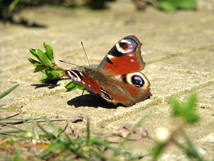 Inachis io (butterfly)