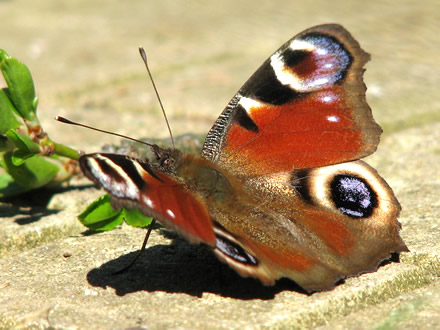 Inachis io (butterfly)
