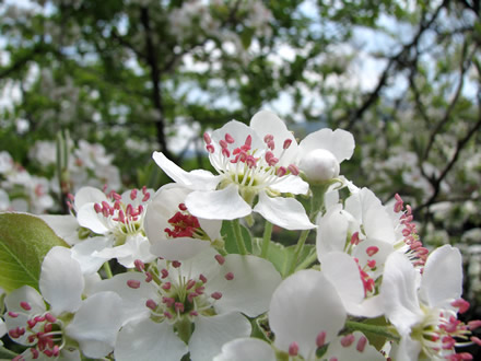 Spring blossoms