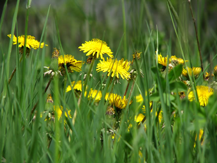 Flowers in the grass