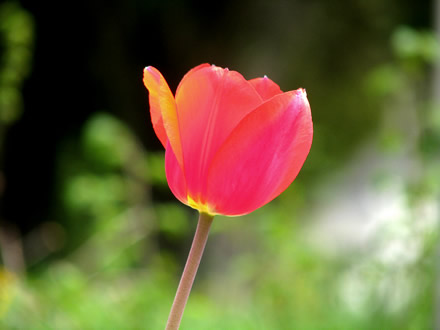 A red tulip