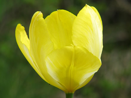 A yellow tulip