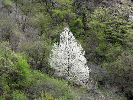 Blossoming tree