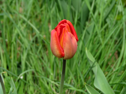 A beautiful tulip