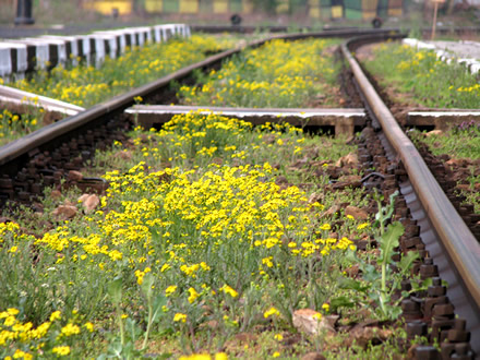 Flowers on the railway