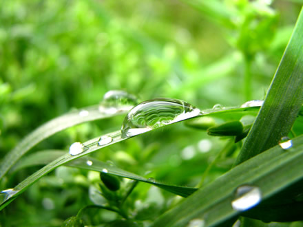 water drops in the grass, after rain