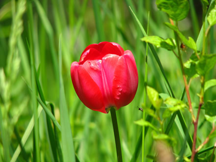 a tulip in the gras