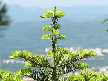 Veliko Tyrnovo