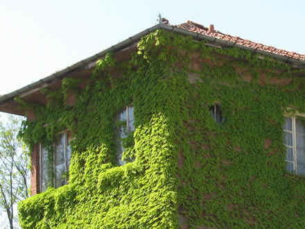 A green house (Arbanassi)