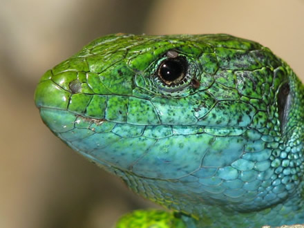 a green lizard