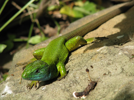 Европейски зелен гущер (Lacerta viridis)