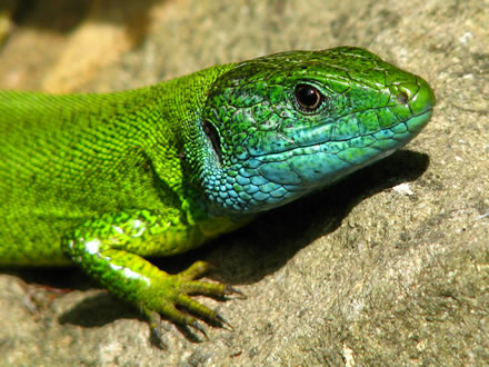 Европейски зелен гущер (Lacerta viridis)