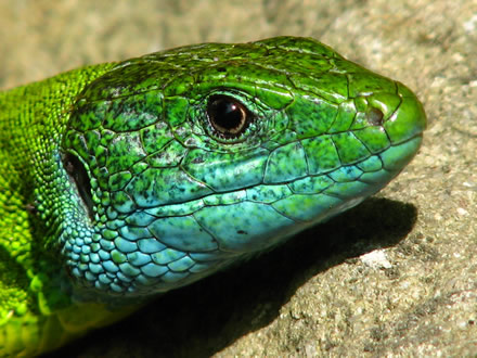 European green lizard (Lacerta viridis)