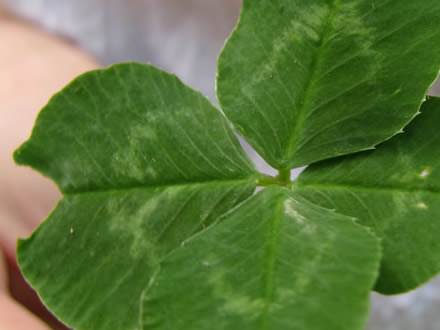 Four-leaved clover