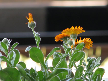 Flowers on the train station