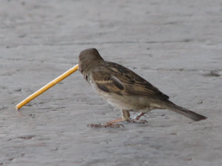 A small sparrow