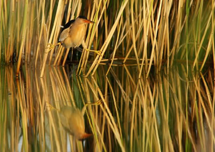 little bittern