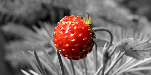 wild strawberry