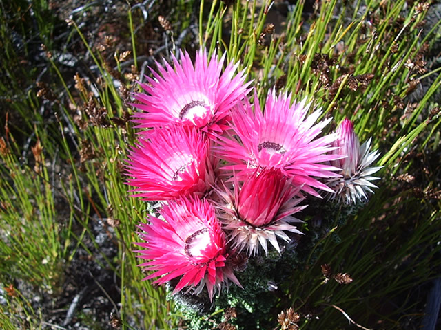 South Africa flower