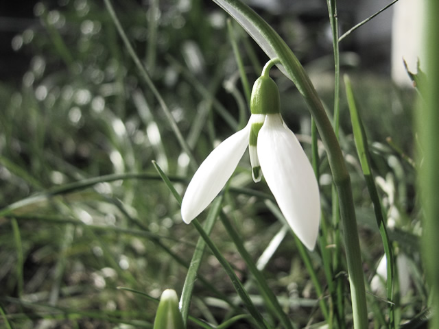 A snowdrop in winter