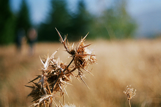 Цветовете на есента с Pentax SP1000 + Pentacon 50mm/F1.8