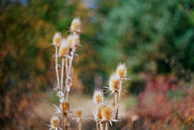 Pentax SP1000 + Pentacon 50mm/F1.8 + Kodak ColorPlus 200/36