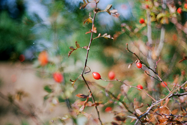 Цветовете на есента с Pentax SP1000 + Pentacon 50mm/F1.8