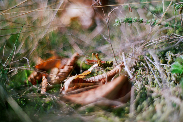 Цветовете на есента с Pentax SP1000 + Pentacon 50mm/F1.8