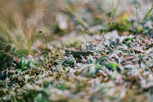 Цветовете на есента с Pentax SP1000 + Pentacon 50mm/F1.8