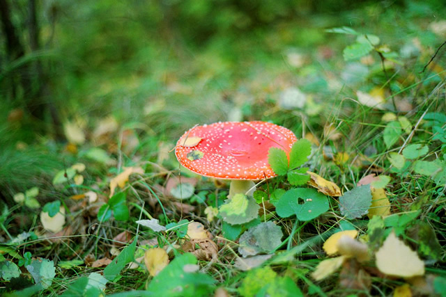 Цветовете на есента с Pentax SP1000 + Pentacon 50mm/F1.8