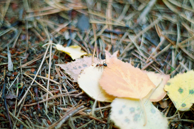 Цветовете на есента с Pentax SP1000 + Pentacon 50mm/F1.8