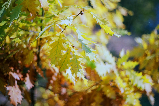 Цветовете на есента с Pentax SP1000 + Pentacon 50mm/F1.8