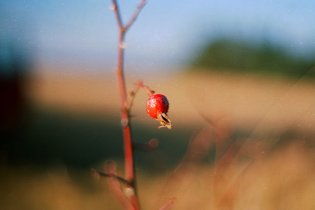 Цветовете на есента с Pentax SP1000 + Pentacon 50mm/F1.8