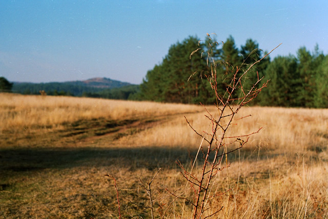 Pentax SP1000 + Pentacon 50mm/F1.8 + Kodak ColorPlus 200/36