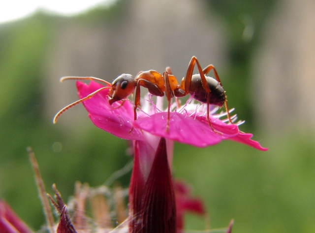 Мравка в Родопите