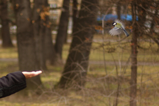 Parus major