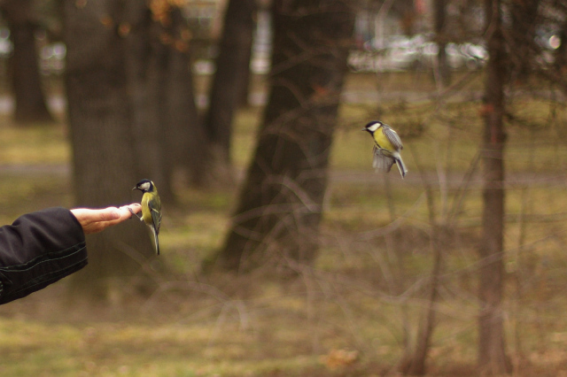 Parus major