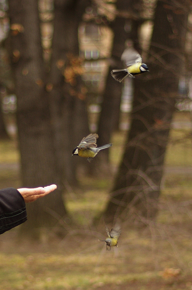 Parus major